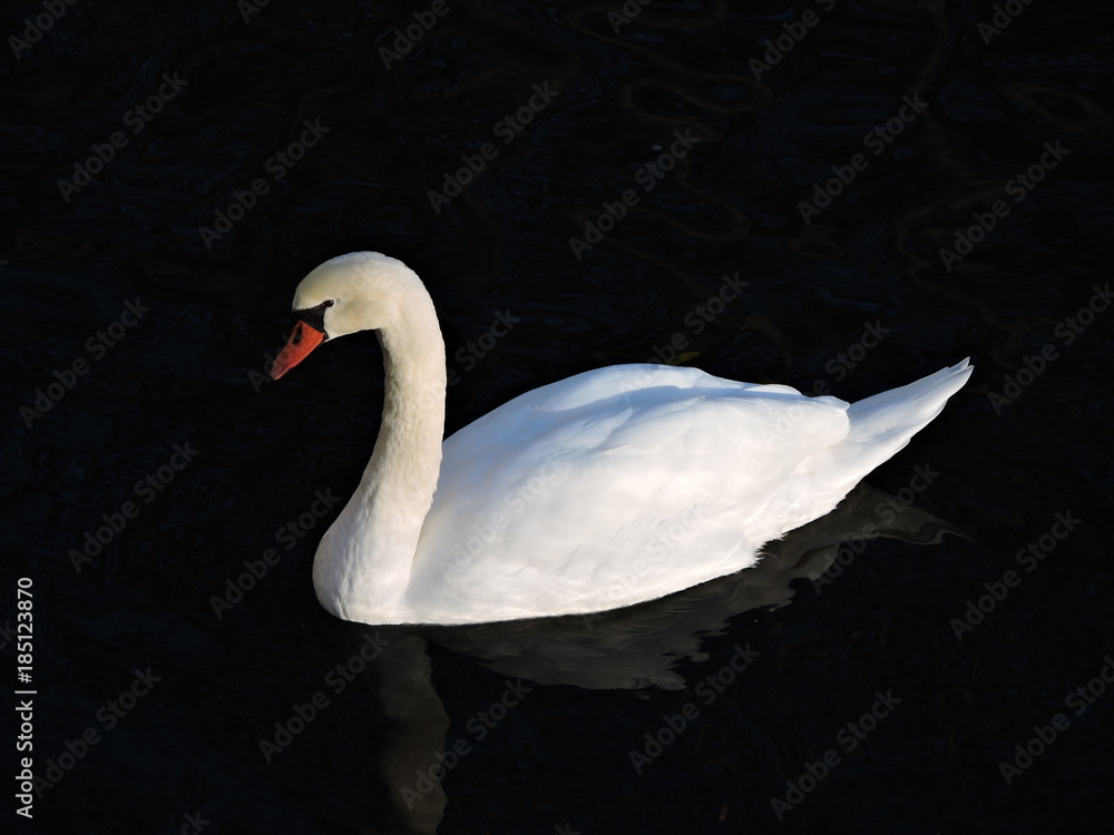 Naklejka premium Elegante cisne blanco