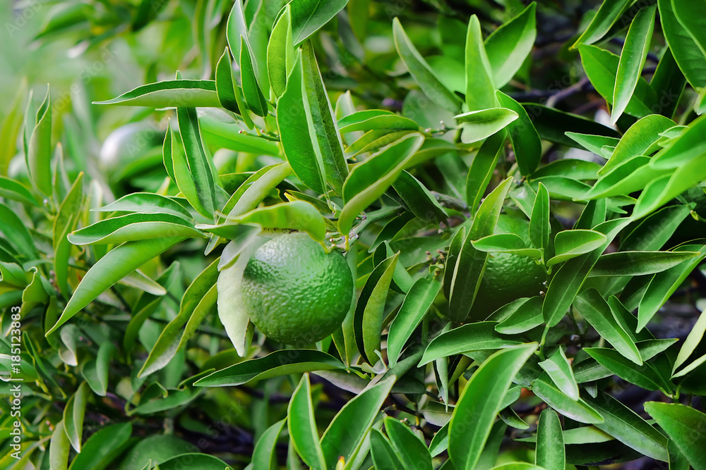 View of citrus fruit tree branches View of citrus fruit tree branches