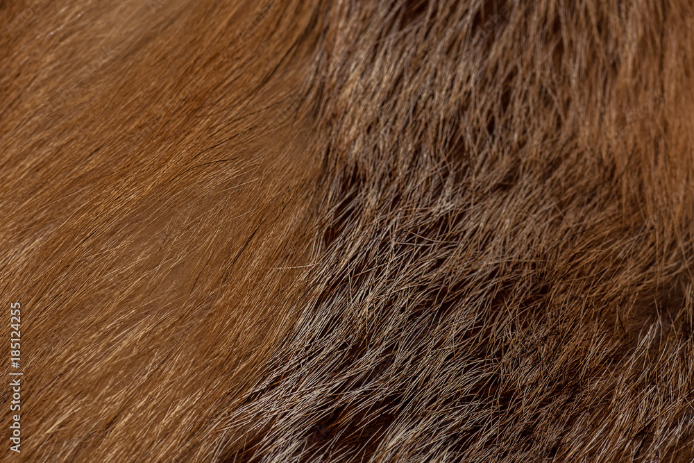 Fototapeta premium Classy and luxurious red fox fur
