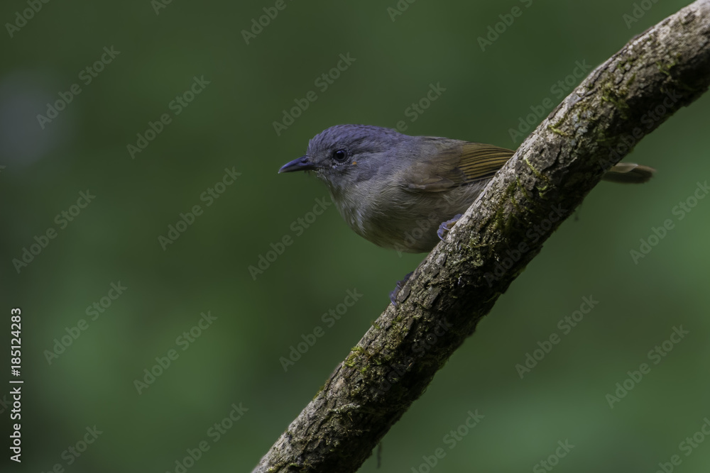 Brown Cheeked Fulvetta bird perched on a tree branch Brown Cheeked Fulvetta bird perched on a tree branch