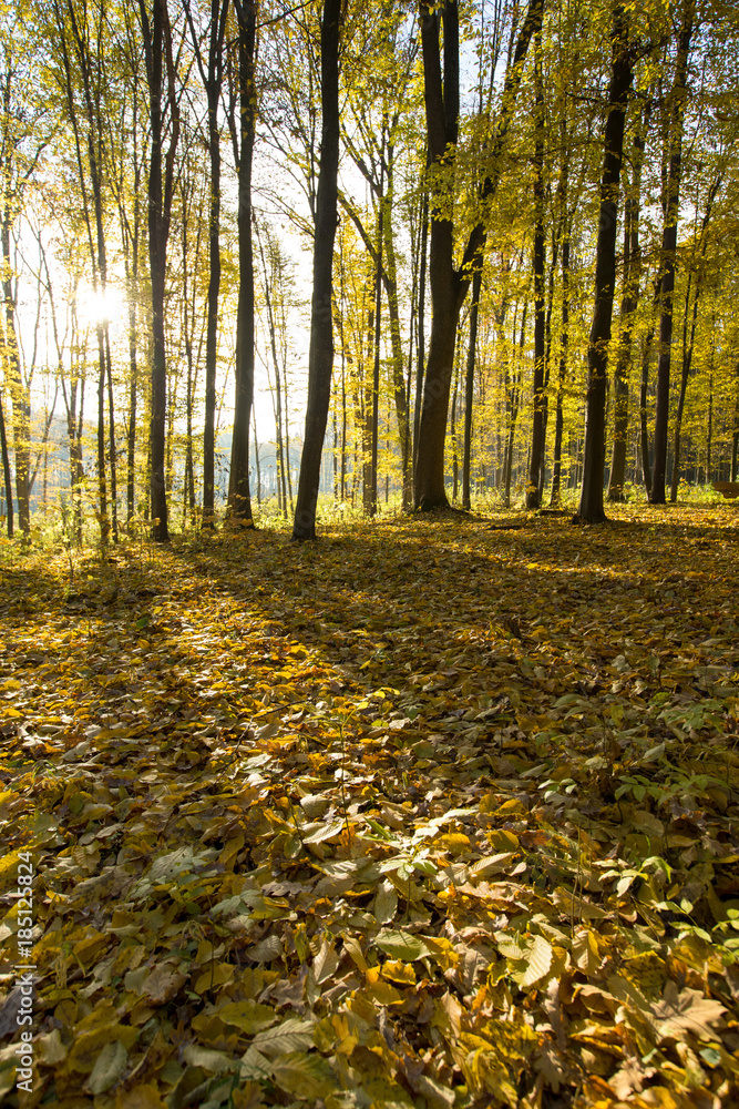 Obraz premium autumn forest