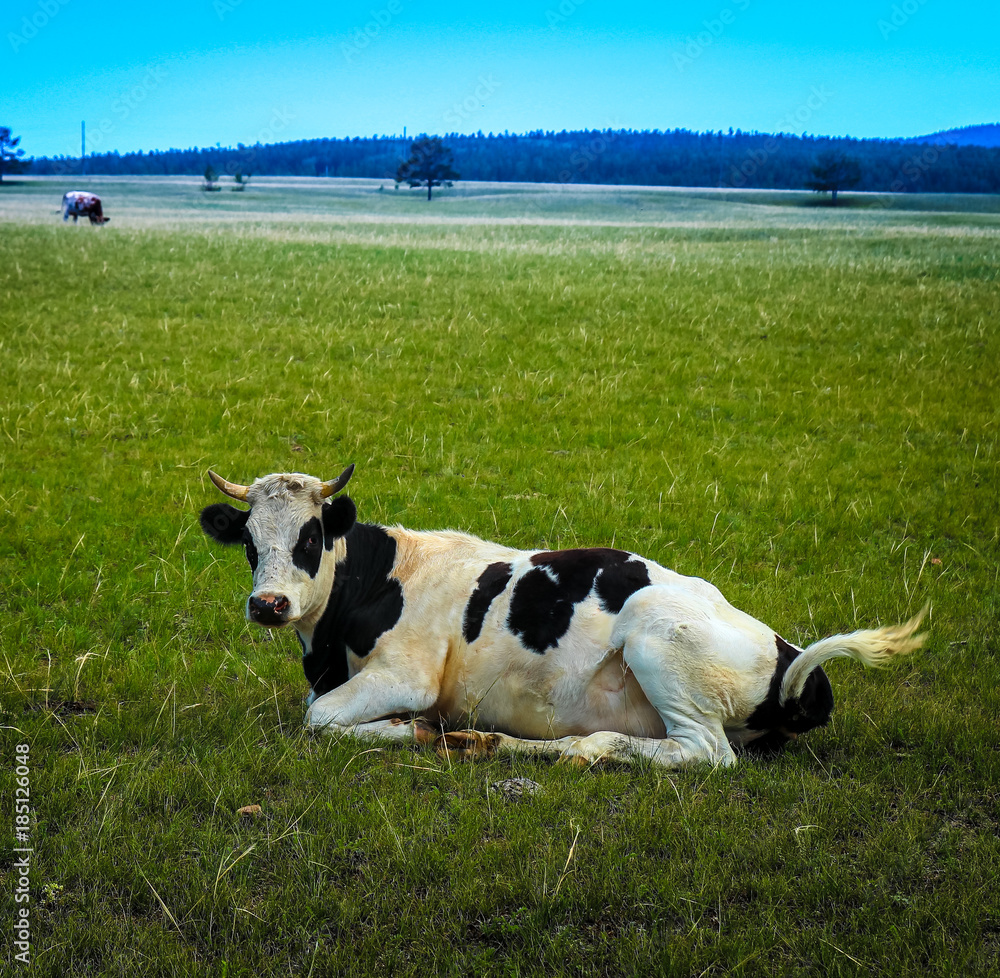 black and white cow lying on meadow and looking at us black and white cow lying on meadow and looking at us