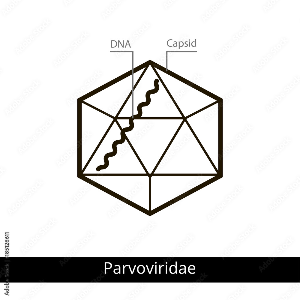 Parvoviridae. Classification of viruses. Stock Vector Adobe Stock