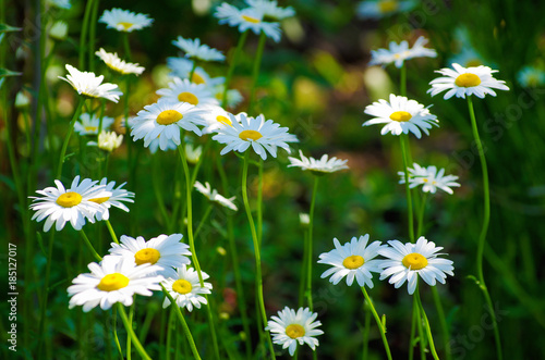 summer flowers camomile blossoms on meadow © photolink