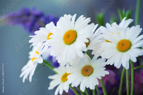 summer flowers camomile blossoms