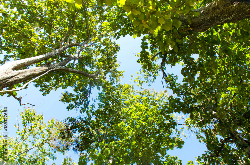 Bottom view of tree and branches with green leaves and blue sky, The view of tree from below upwards Bottom view of tree and branches with green leaves and blue sky, The view of tree from below upwards