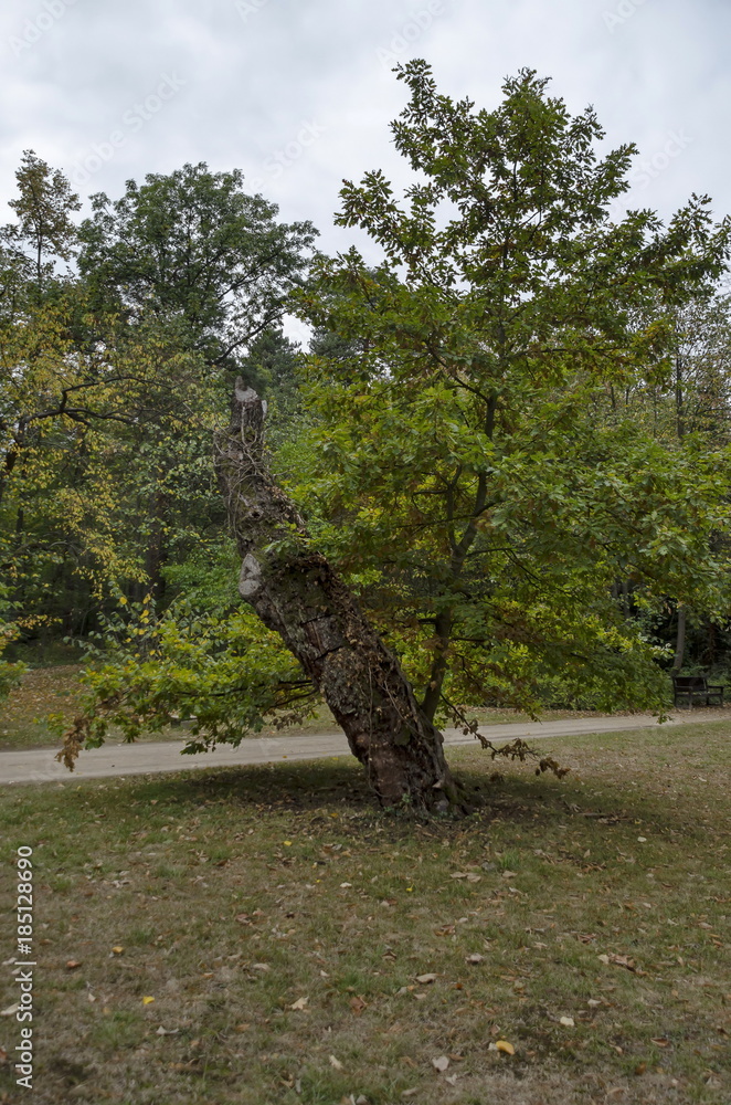 Fototapeta premium Beautiful autumnal forest with venerable trees, located in National monument of landscape architecture Park museum in former time royal palace on outskirts of Sofia, Bulgaria, Europe 