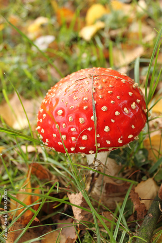 Fliegenpilz mit weißen Punkten im Gras