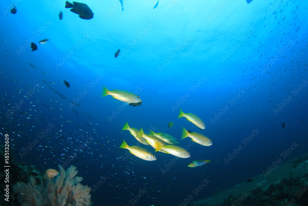 Fototapeta premium Underwater coral reef and fish