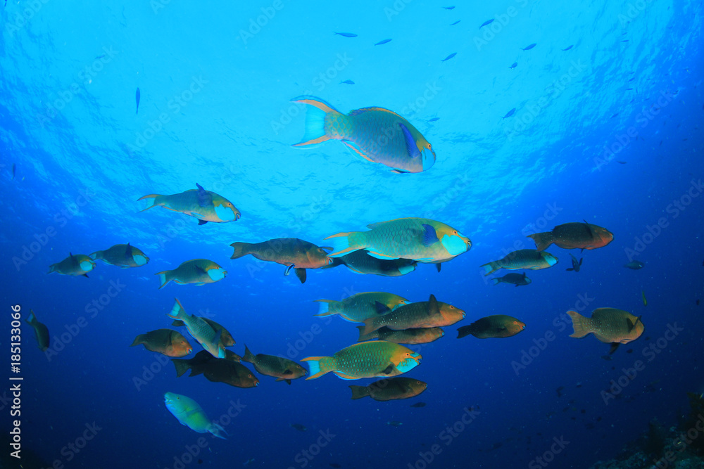 Fototapeta premium Coral and fish on underwater reef