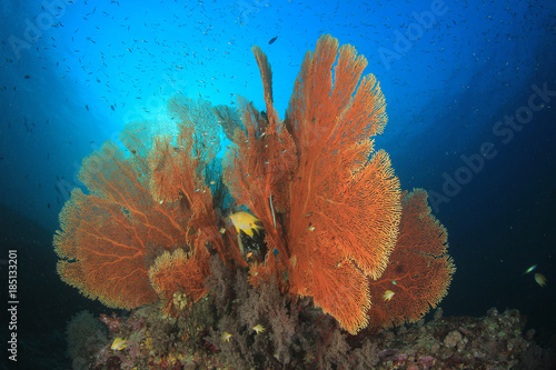 Coral and fish on underwater reef