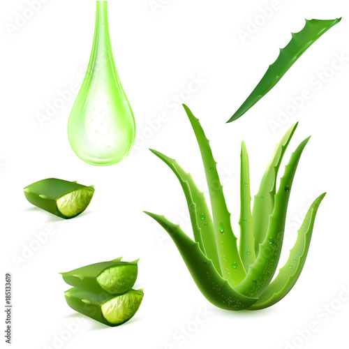 Realistic aloe vera vector illustration on white background. aloe vera with fresh drops of water