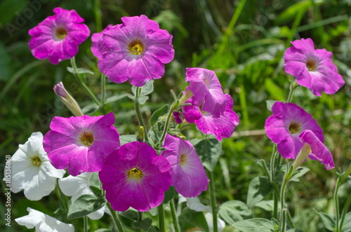 Pink Petunia flowers blooms in the garden
