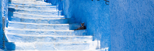 Street cat in Chefchouen, Morocco photo