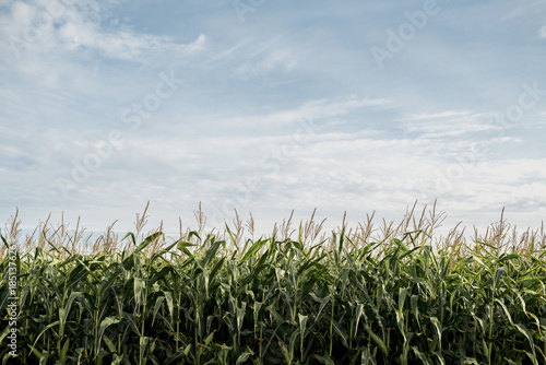 Scenic view of corn field against cloudy sky