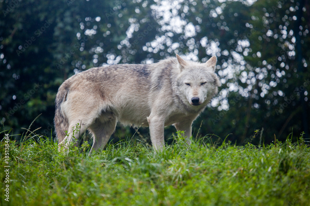 Fototapeta premium White Snow Wolf In Irish Zoo