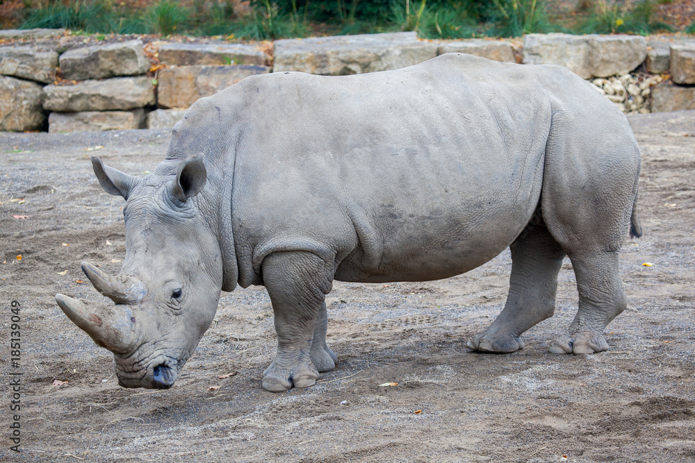 White Rhinoceros At Irish Zoo White Rhinoceros At Irish Zoo