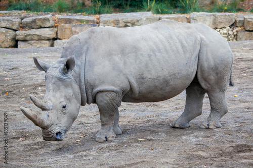 White Rhinoceros At Irish Zoo