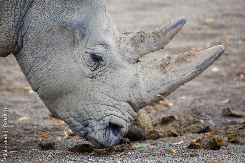 Fototapeta premium White Rhinoceros At Irish Zoo