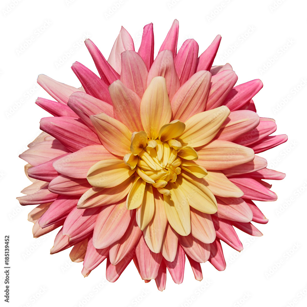 Beautiful yellow pink dahlia . Isolated on white in the background Beautiful yellow pink dahlia . Isolated on white in the background