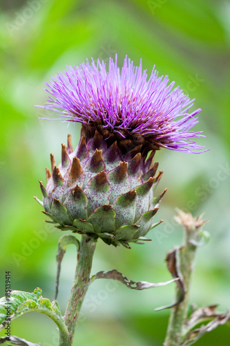 Cardoon (Cynara Cardunculus) Also Called The Artichoke Thistle Flower