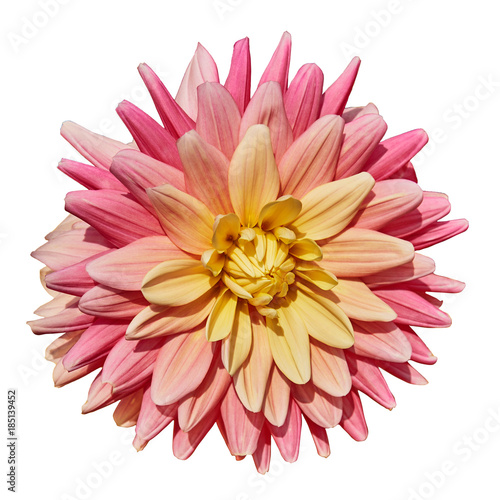Beautiful yellow pink dahlia . Isolated on white in the background