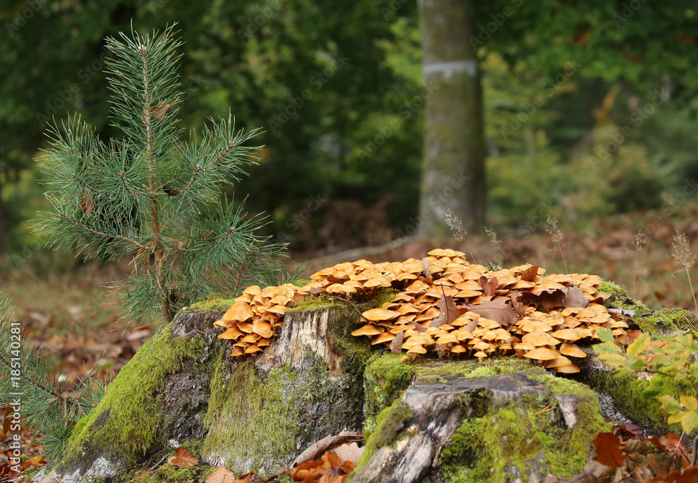 Obraz premium Champignons sur souche!