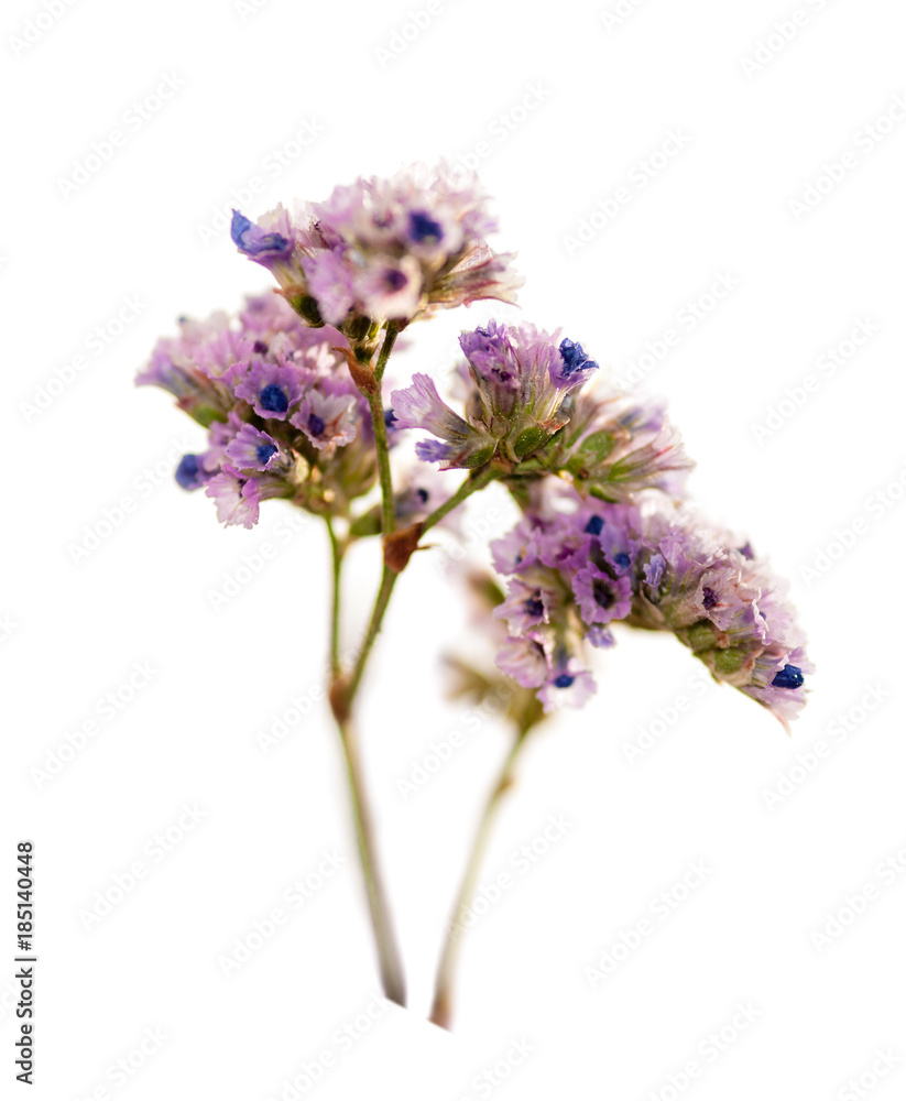 Fototapeta premium dry limonium flower isolated on white background