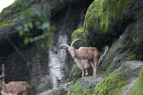 serow on the cliff