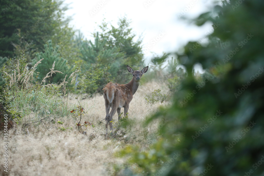 Faon de biche surpris! Faon de biche surpris!