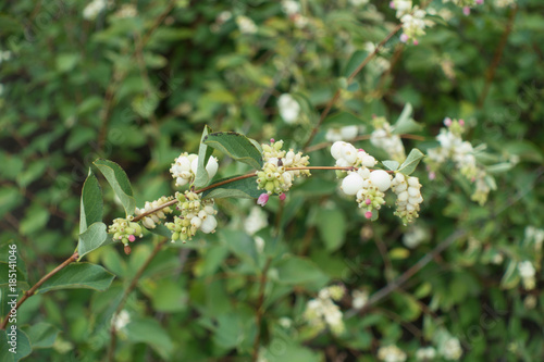 Symphoricarpos albus branch with flowers and berries