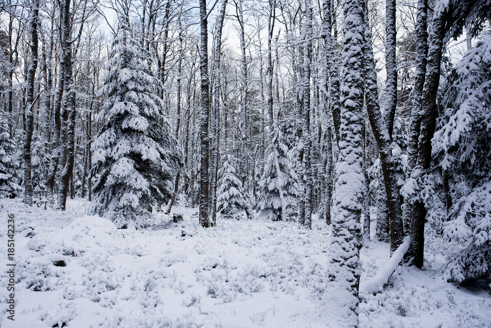 Winterwunderland in den Vogesen