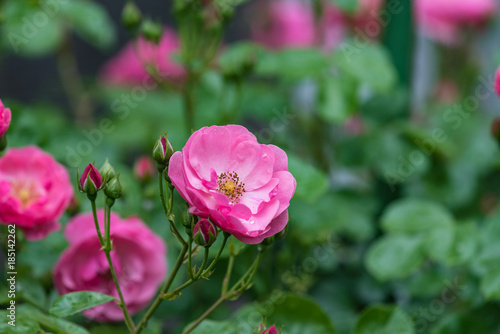 ピンクのバラの花と蕾