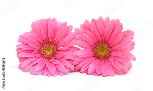 Two pink Gerber flowers on white background.