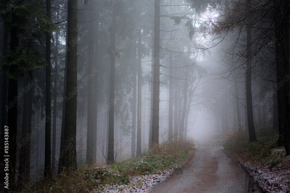 Obraz premium Leśna / leśna ścieżka we mgle