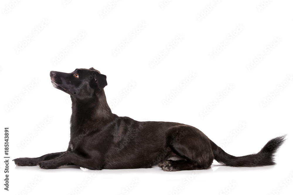 Obraz premium Liegender Mischlingshund sieht nach oben