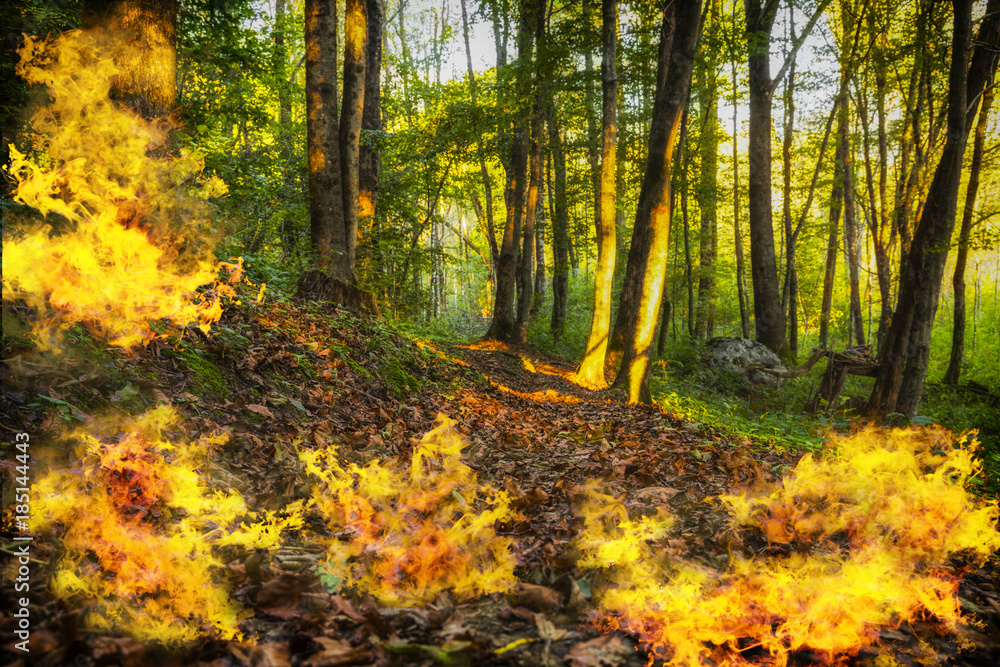Waldbrand Waldbrand