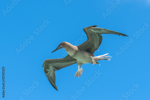 Brown booby  Sula leucogaster  exotic bird flying in blue sky   