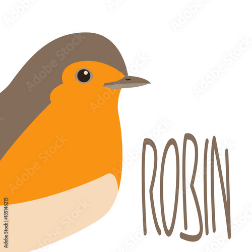 robin song  bird vector illustration flat style