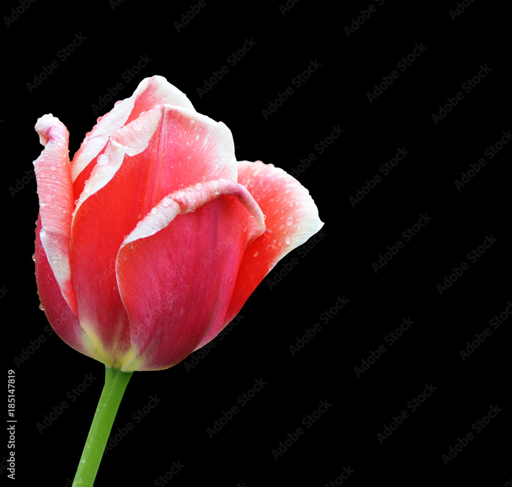 Beautiful red tulip on black background Beautiful red tulip on black background