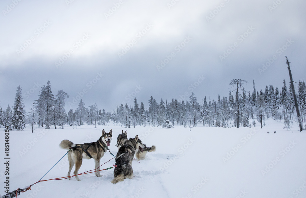 Naklejka premium working husky dogs in arctic Finalnd