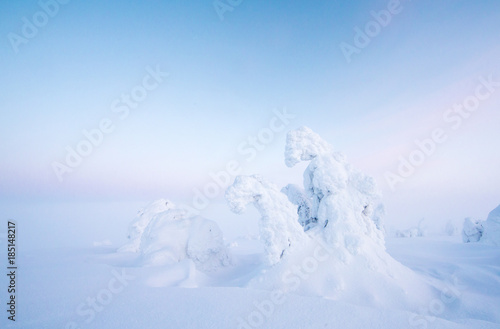 frozen trees in the nature of Finnish Lapland © katiekk2