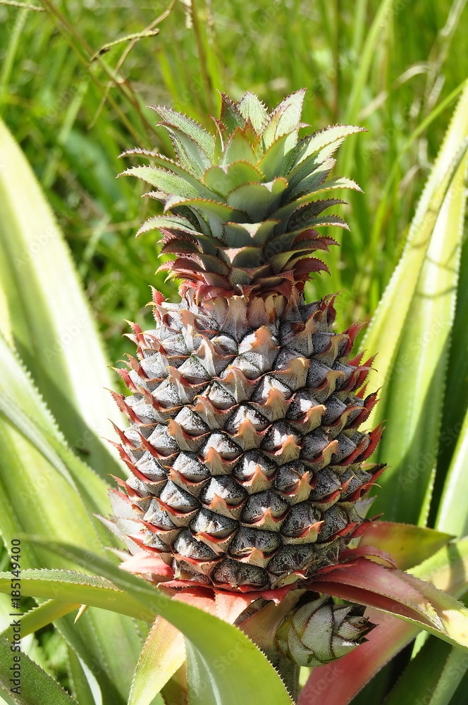 Closeup Pineapple Fruit Closeup Pineapple Fruit