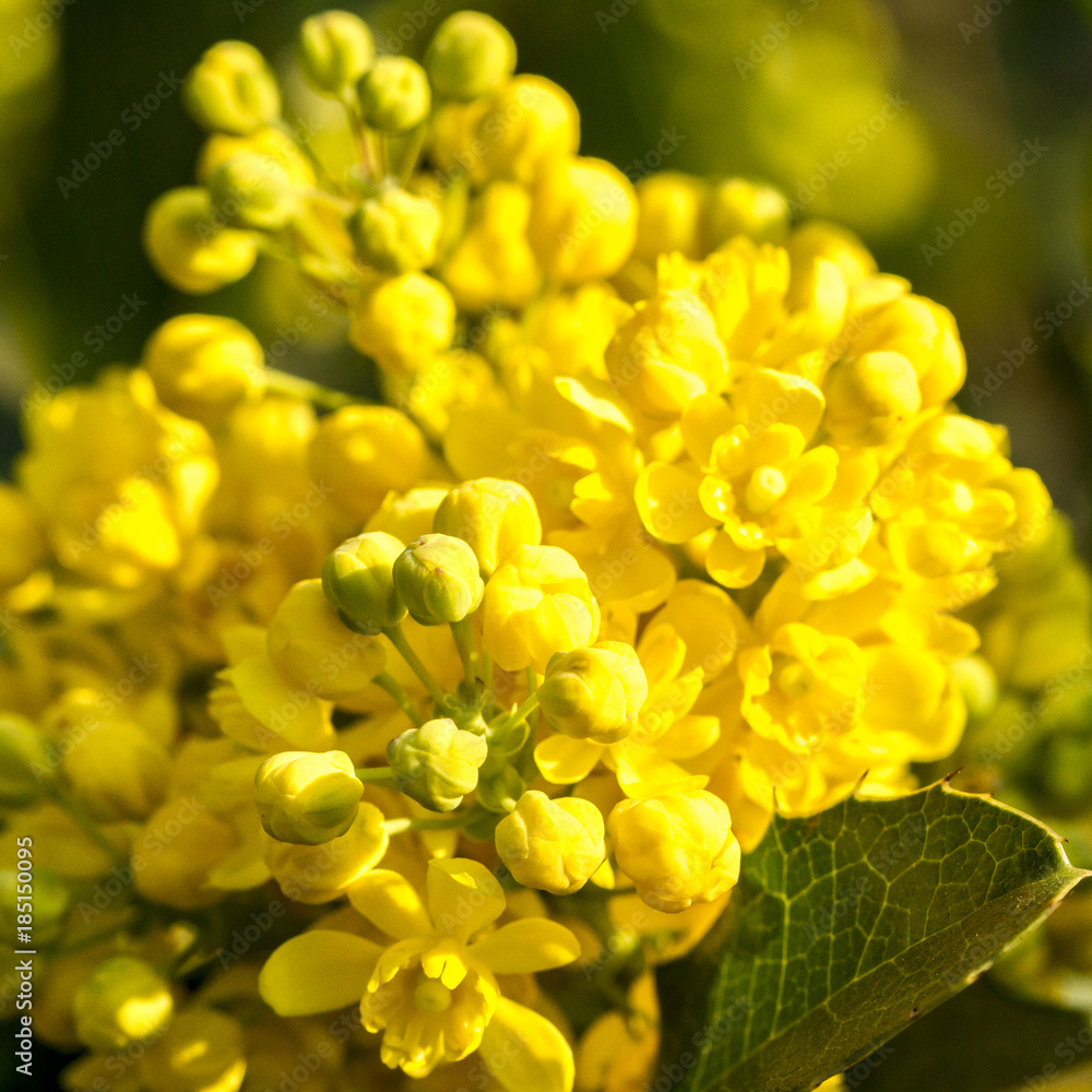 Yellow wild flowers in spring. Yellow wild flowers in spring.