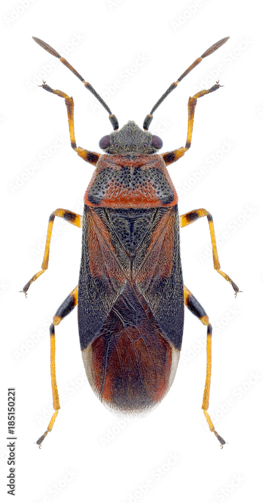Bug Arocatus melanocephalus on a white background Bug Arocatus melanocephalus on a white background