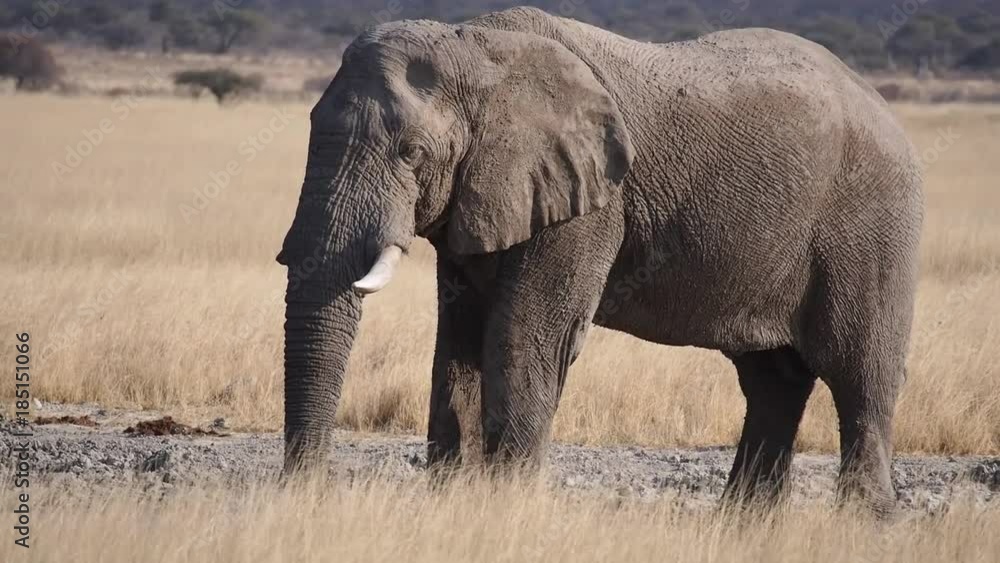 Namibia - Etoscha Nationalpark - Afrikanischer Elefant Namibia - Etoscha Nationalpark - Afrikanischer Elefant