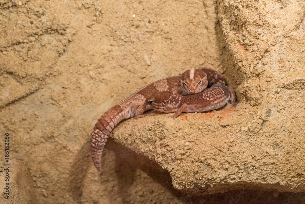 Fototapeta premium Close up shot of African fat-tailed gecko.