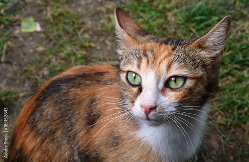 colorful cat