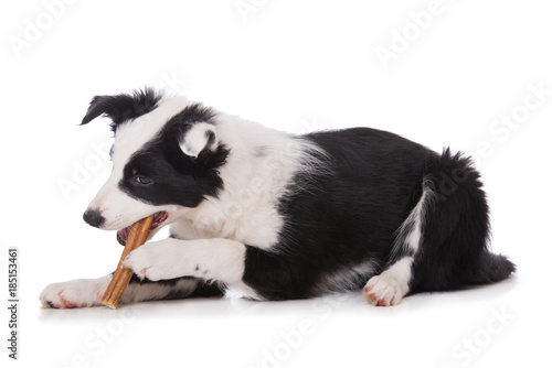 Border Collie Welpe mit Ochsenziemer photo