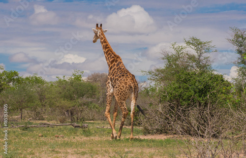 Giraffe im Lauf